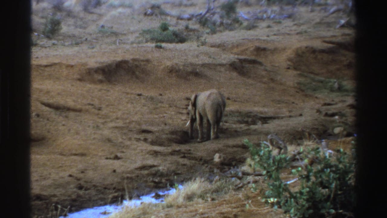 1969 South Africa 8mm frame showing a lone elephant from behind near water, with sparse shrubs and dry ground around it.