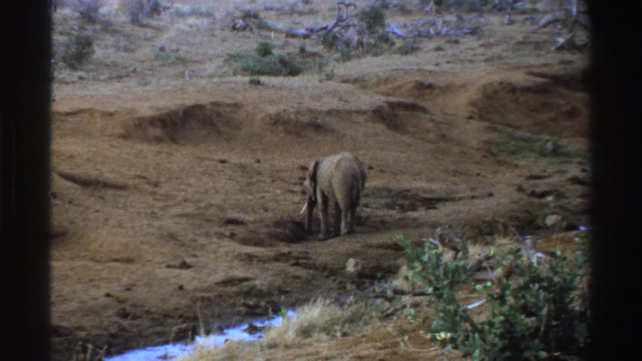 Elephant viewed from behind in a dry field beside low green shrubs.
