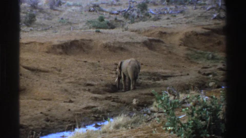 1969 South Africa home-movie frame with an elephant standing in an arid field near a narrow water channel and scattered shrubs.