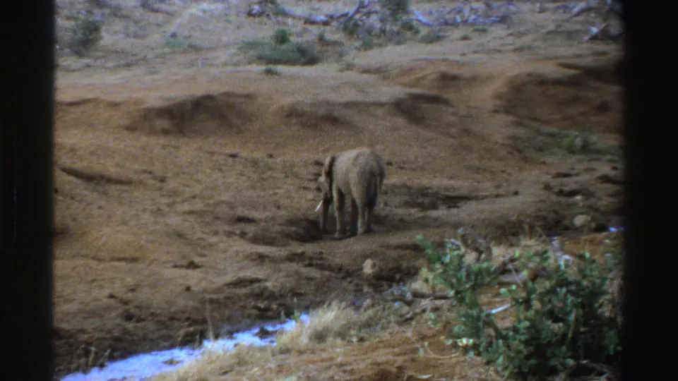 1969 South Africa 8mm frame showing a lone elephant near a small stream, with foreground shrubs and a dry brown landscape.