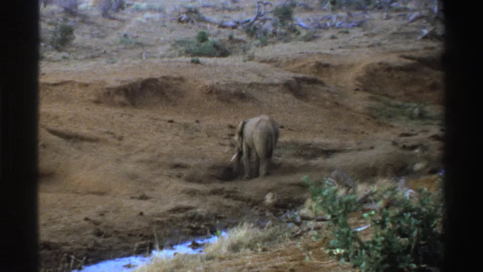 Final 1969 South Africa frame showing the elephant in place near a small stream, surrounded by dry ground and scattered greenery.