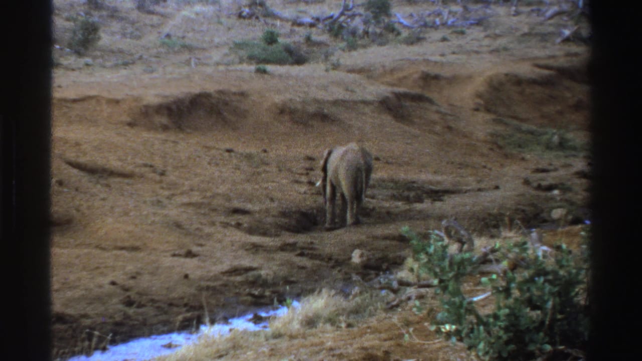 Young elephant walking away across dusty ground near sparse brush and water.