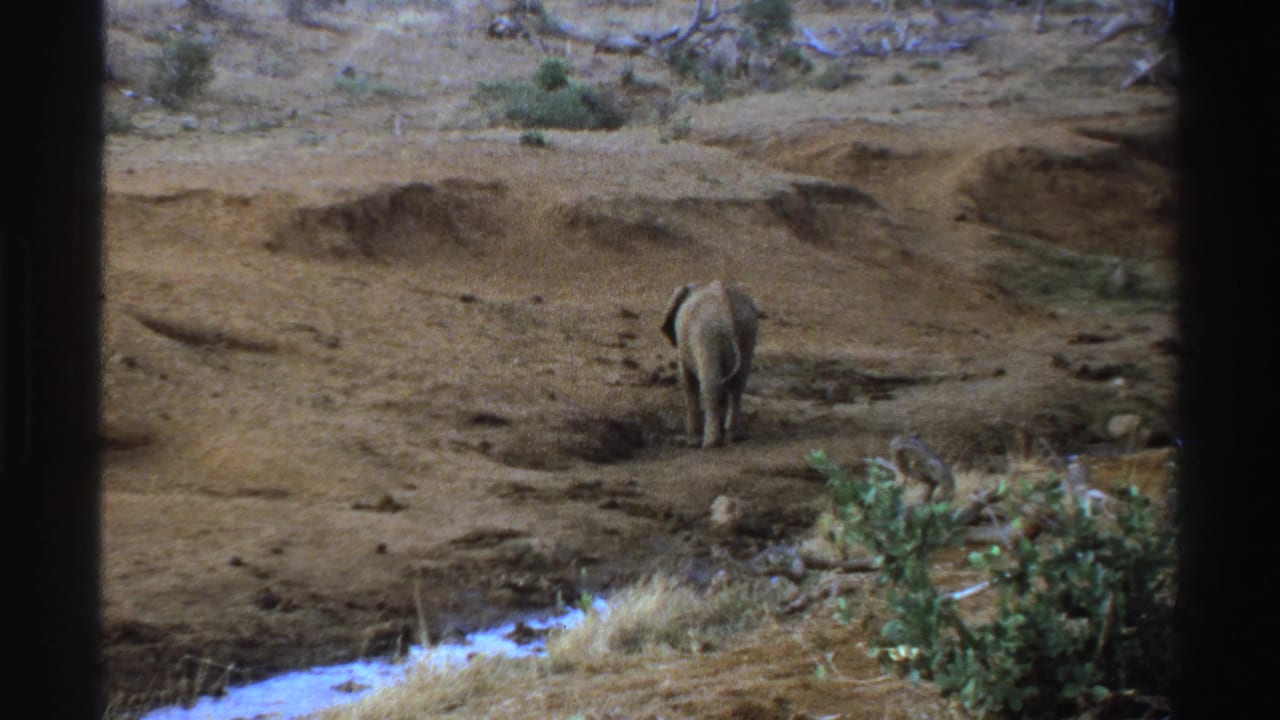 The elephant calf continues across a dry South African savanna area, seen from behind within dark 8mm frame borders.