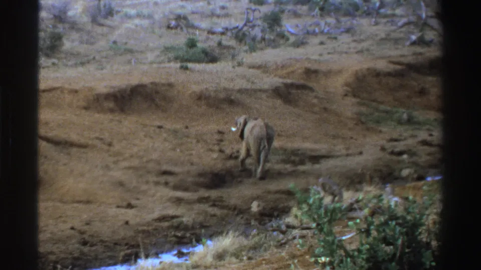 A young elephant with small tusks moves through the dry landscape, with scrub vegetation and a water edge visible in the 1969 8mm frame.