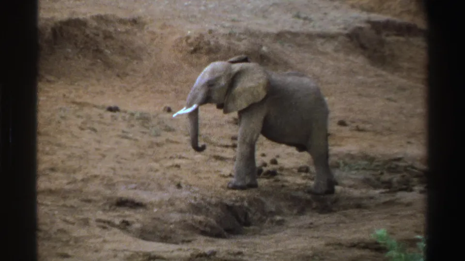 The elephant appears in profile on dusty South African terrain, trunk lowered and small tusks visible in faded 8mm color.