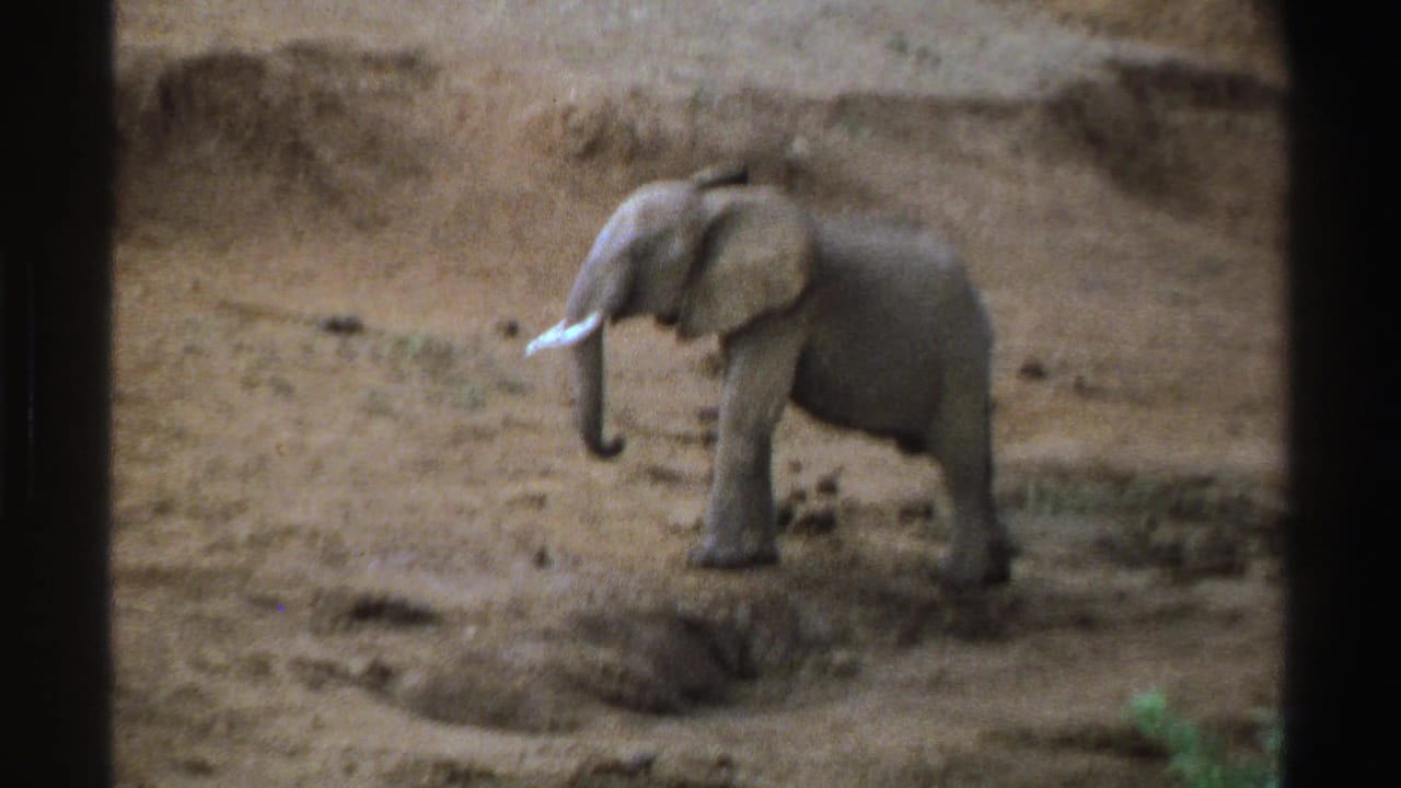 1969 South Africa 8mm frame showing a young elephant on parched dirt, partly viewed through dark vertical framing.