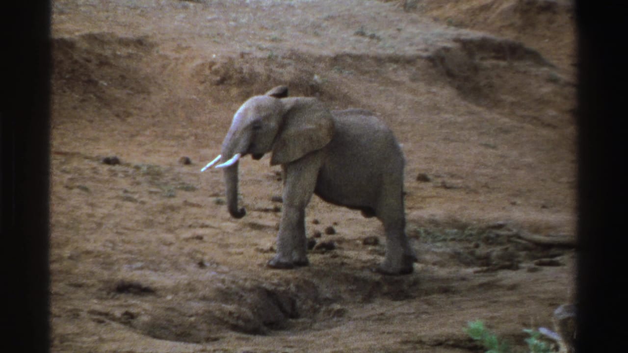 Young elephant in profile on dry uneven ground with small tusks visible.