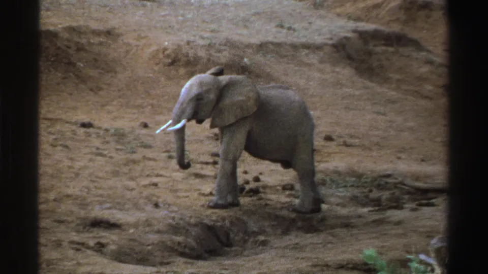 1969 South Africa 8mm frame of a young elephant in profile on dry, uneven terrain under daylight.