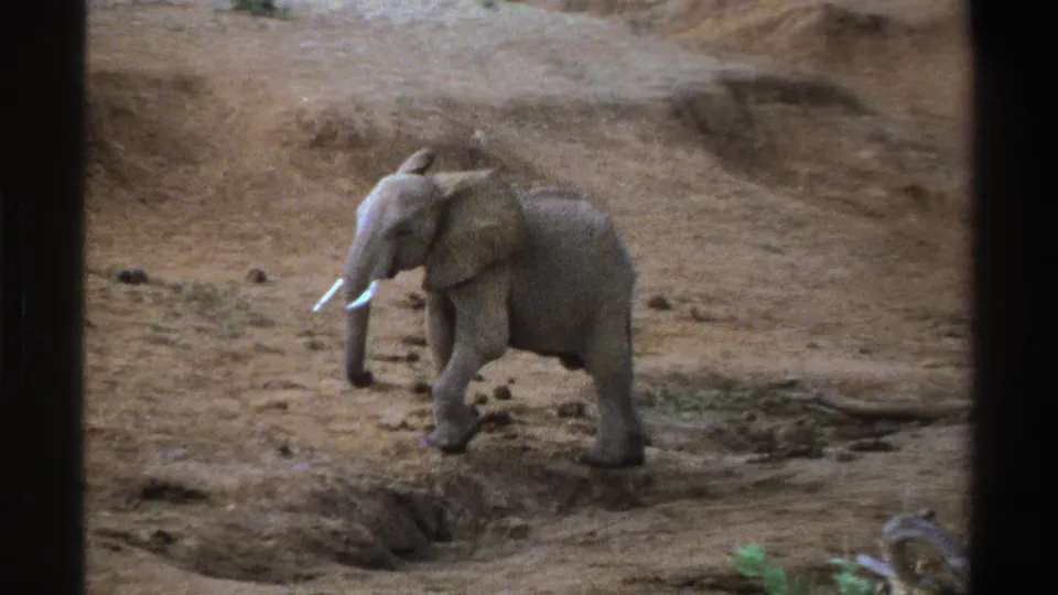 1969 South Africa 8mm frame showing the elephant moving across dry earth near a shallow eroded depression.