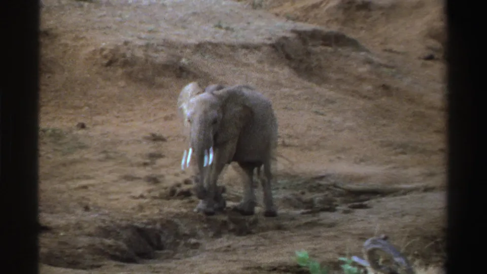 1969 South Africa 8mm frame of the young elephant turning toward the camera on parched dirt terrain.