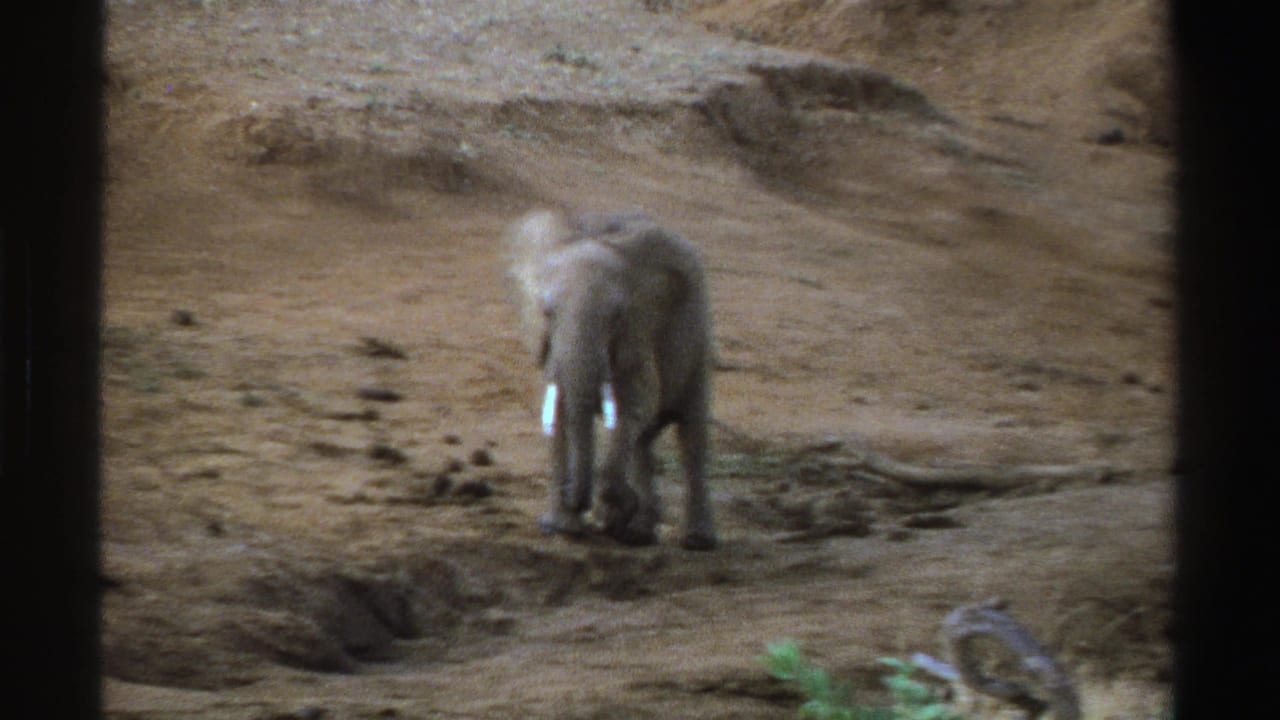 Young African elephant in South Africa, filmed on 8mm in 1969, standing on parched earth with small tusks visible.