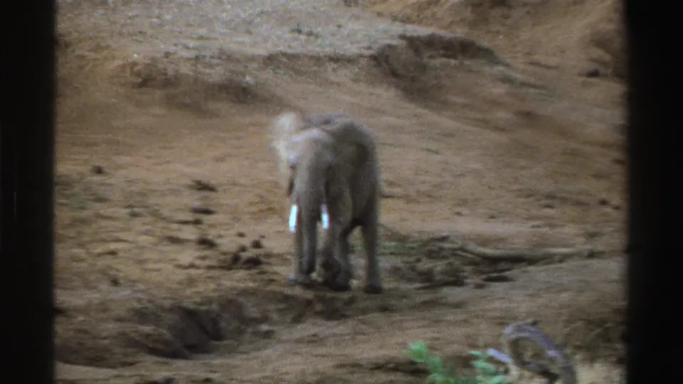 Young African elephant in South Africa, filmed on 8mm in 1969, standing on parched earth with small tusks visible.