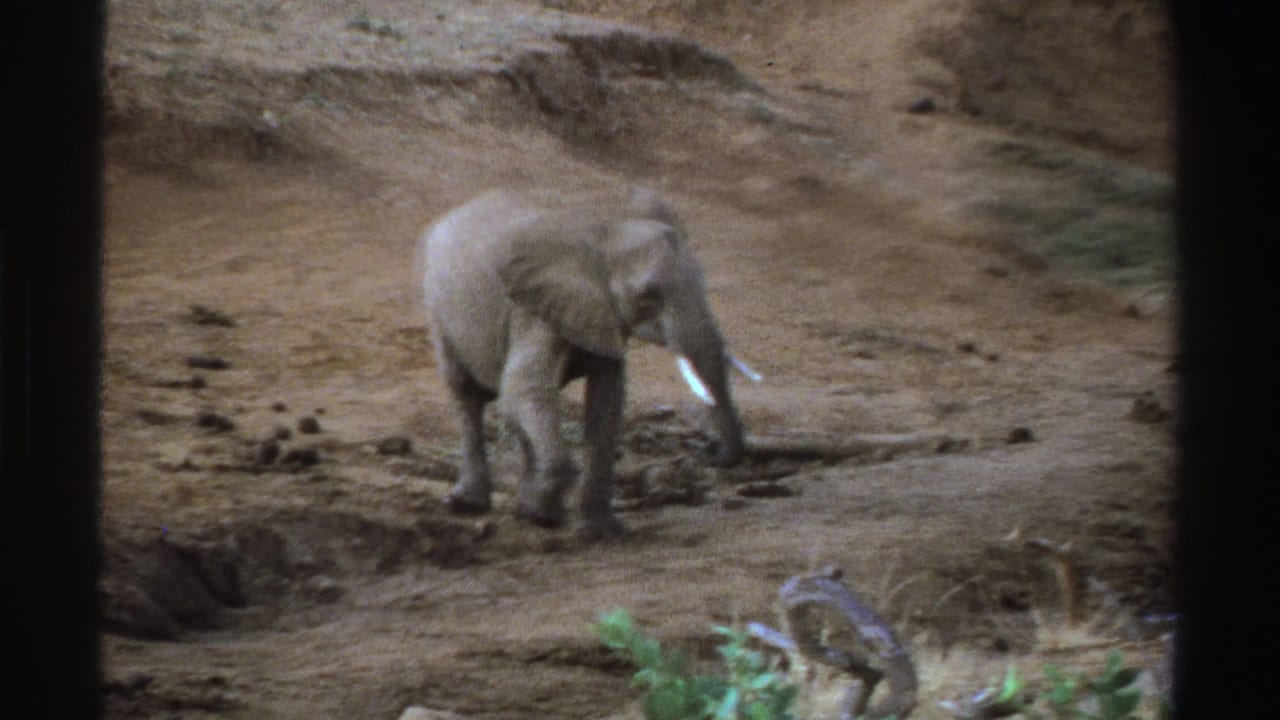 Elephant walking across dry earth with its trunk lowered.