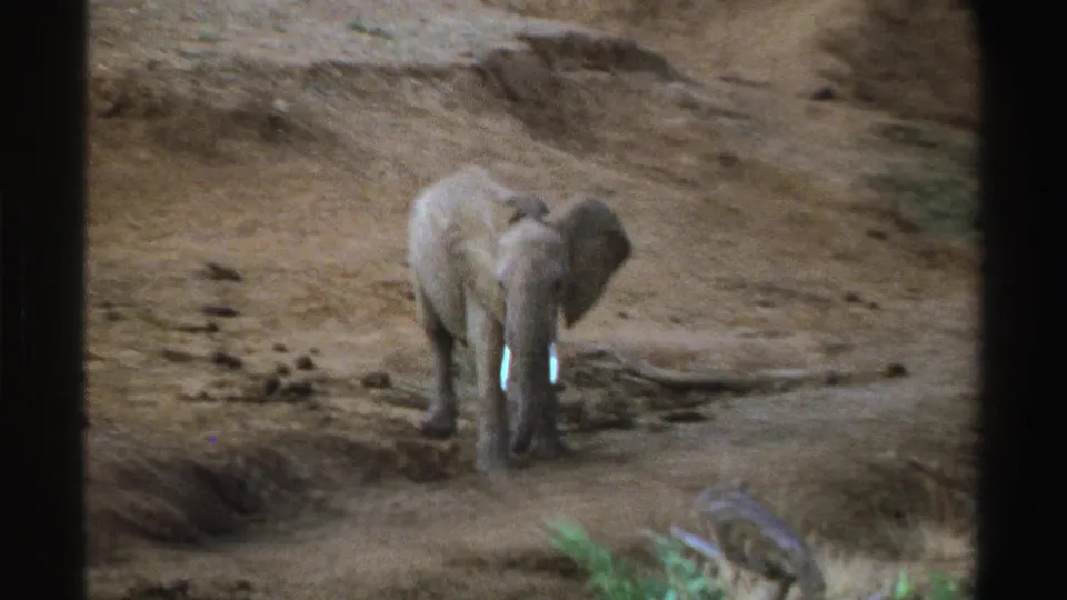 Young African elephant faces the camera on dry South African ground, captured in soft-grained 1969 8mm footage.