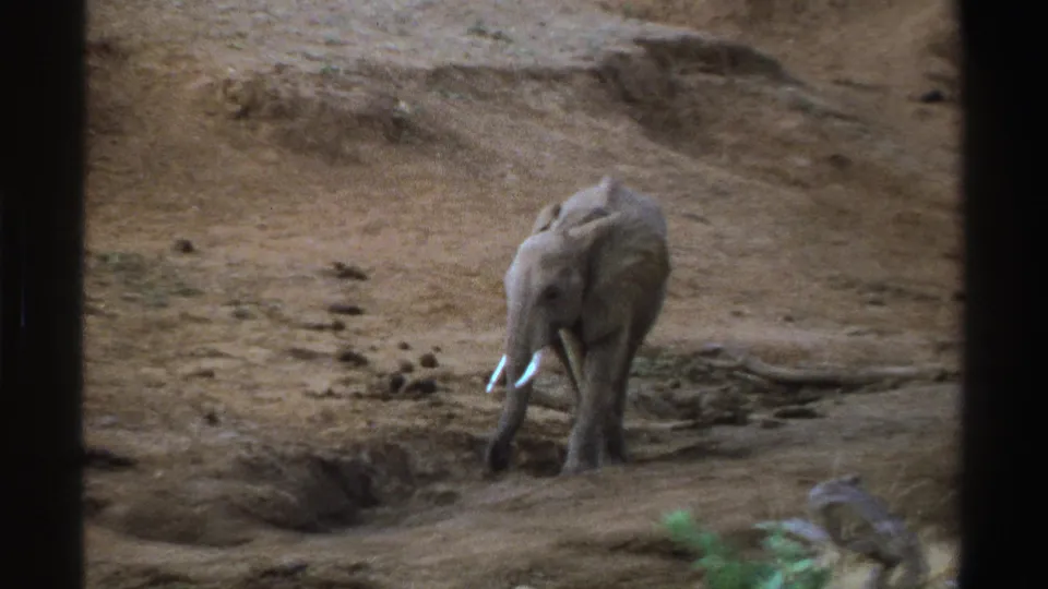 Young African elephant turns away on a dry South African embankment in a brief 1969 8mm home-movie shot.