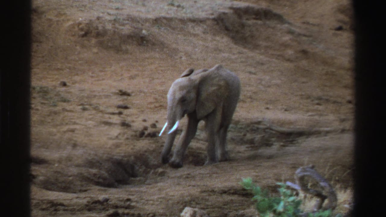 Young elephant standing on dry earth near shallow pits, seen through dark vertical borders.