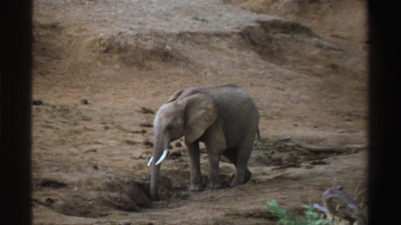 1969 South Africa home-movie frame of a young elephant moving beside a shallow pit in an arid landscape.