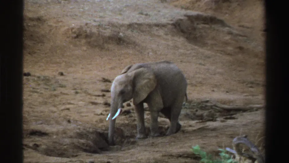 1969 South Africa home-movie frame of a young elephant moving beside a shallow pit in an arid landscape.