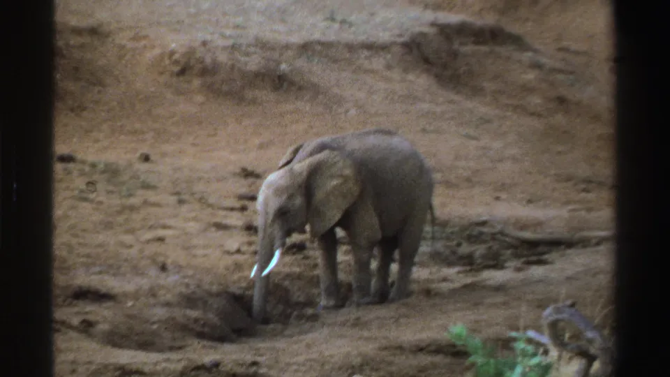 1969 South Africa 8mm still showing a young elephant lowering its trunk toward dry ground near a shallow pit.