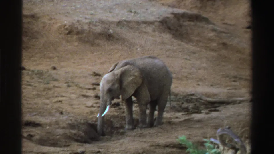 1969 South Africa 8mm frame of a young elephant facing slightly forward in a dry, open landscape.