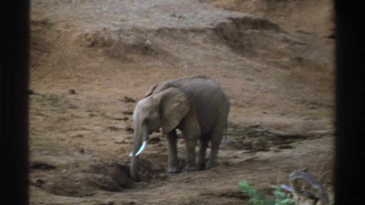 Young elephant standing on dry earth beside a shallow pit.