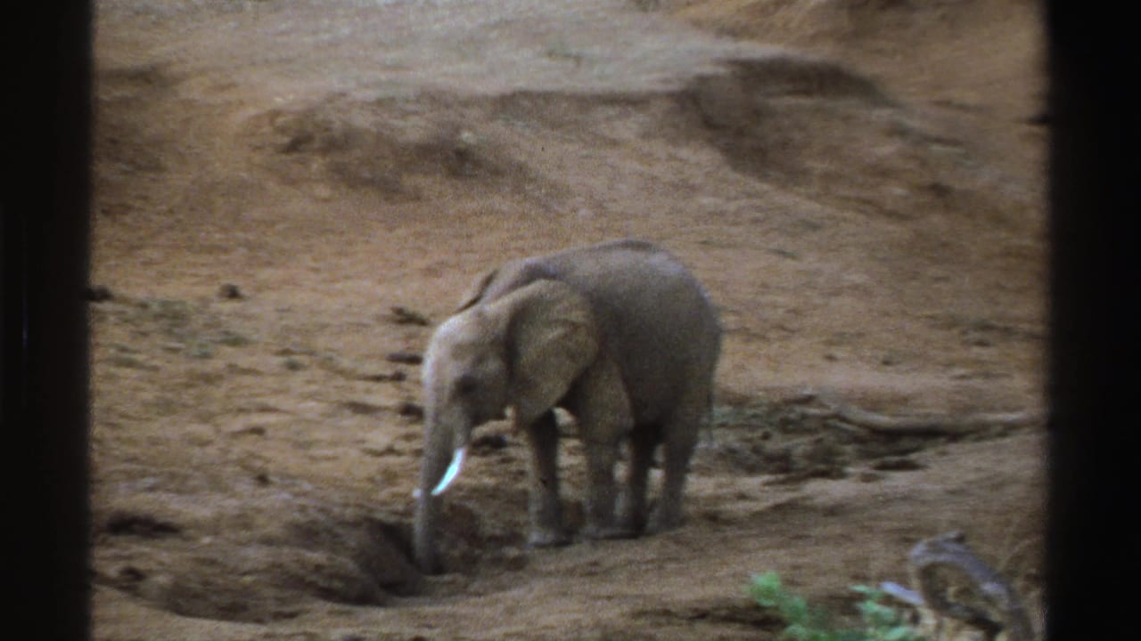 1969 South Africa home-movie frame of a young elephant lowering its trunk toward dry soil in an arid setting.