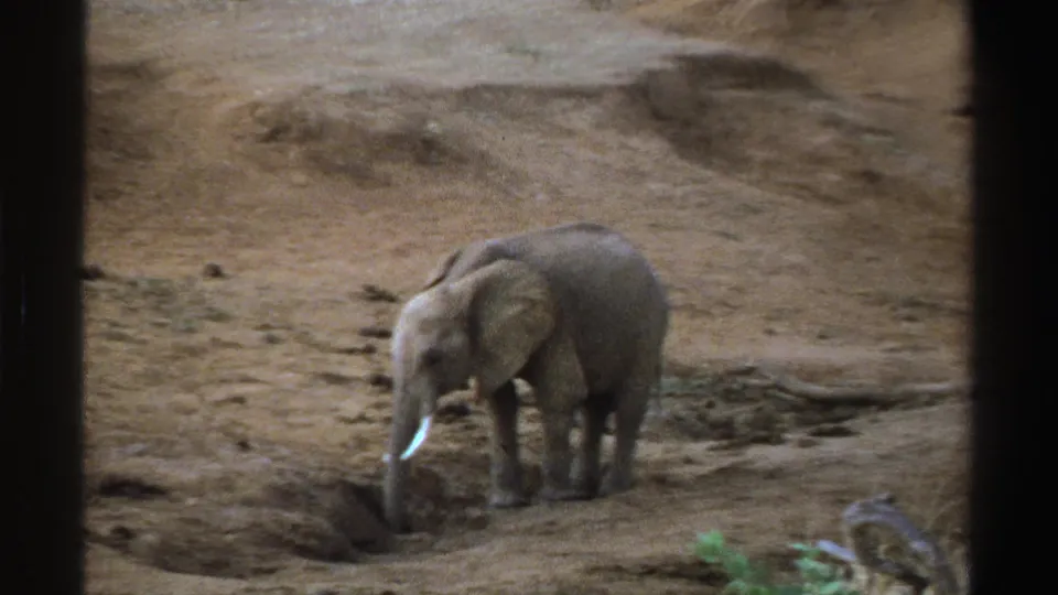 1969 South Africa home-movie frame of a young elephant lowering its trunk toward dry soil in an arid setting.