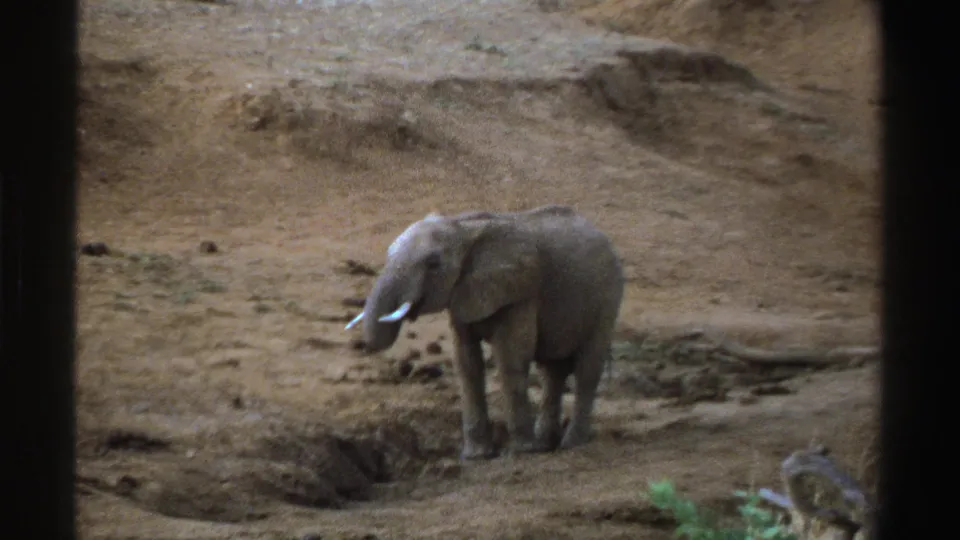 Soft 8mm frame from South Africa in 1969 showing a young elephant beside a small depression in dusty terrain.