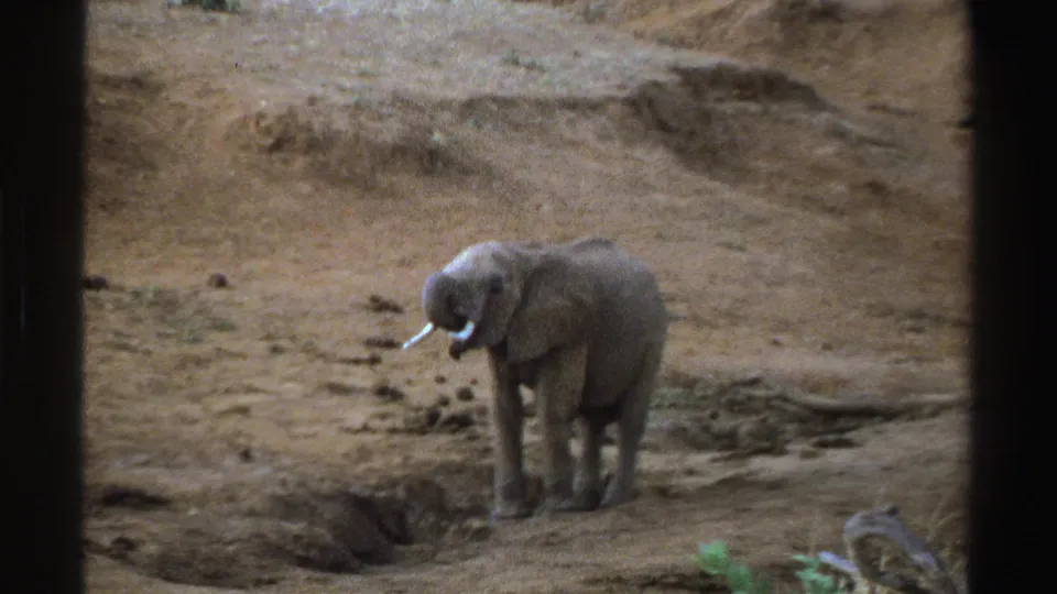 1969 South Africa 8mm wildlife frame showing a young elephant on dry earth, trunk near the ground, with sparse scrub nearby.
