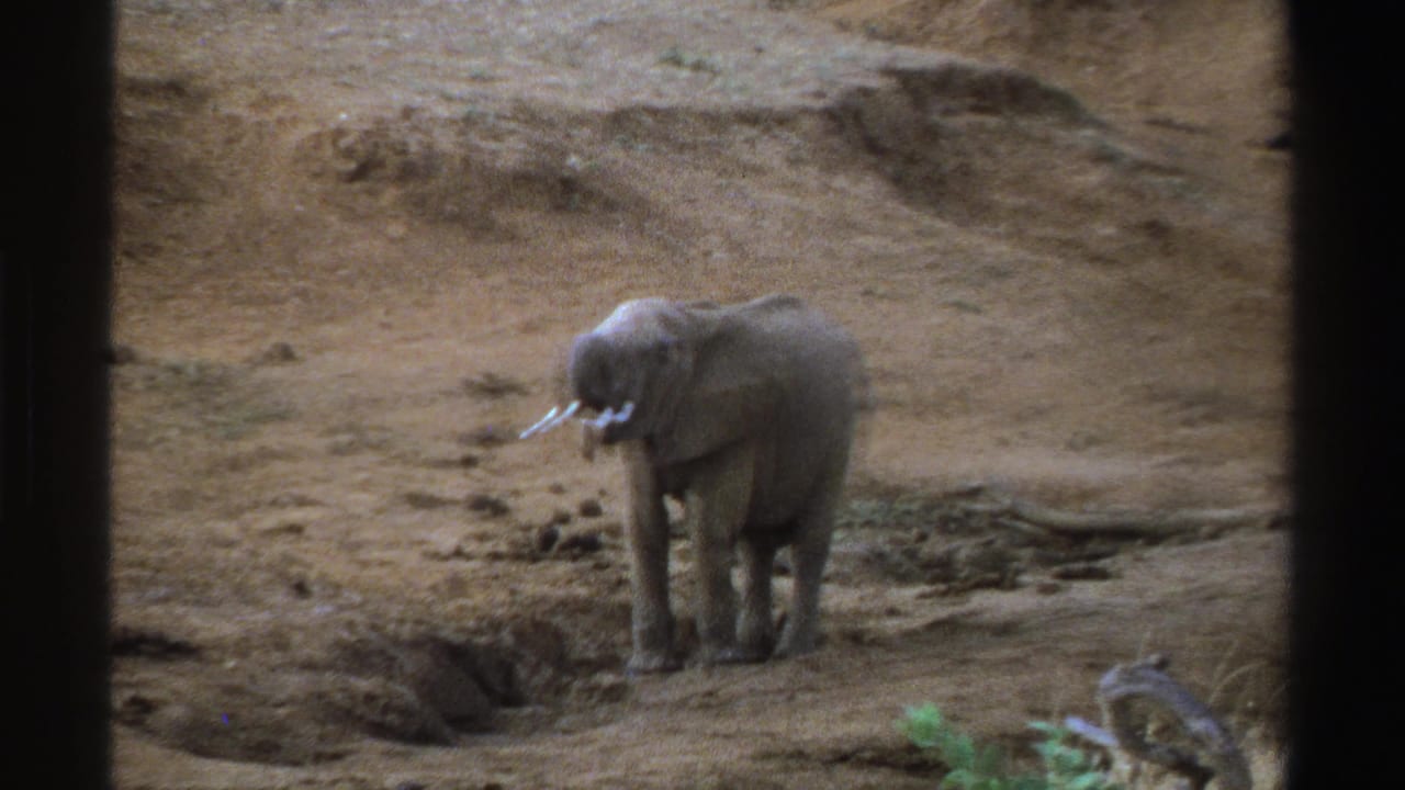 Elephant standing on a dusty dirt embankment with small tusks visible.