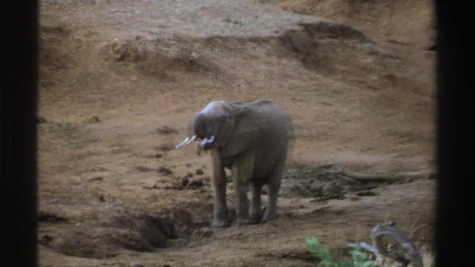 1969 South Africa 8mm frame showing a young elephant on a dry dirt embankment, viewed through dark foreground borders.