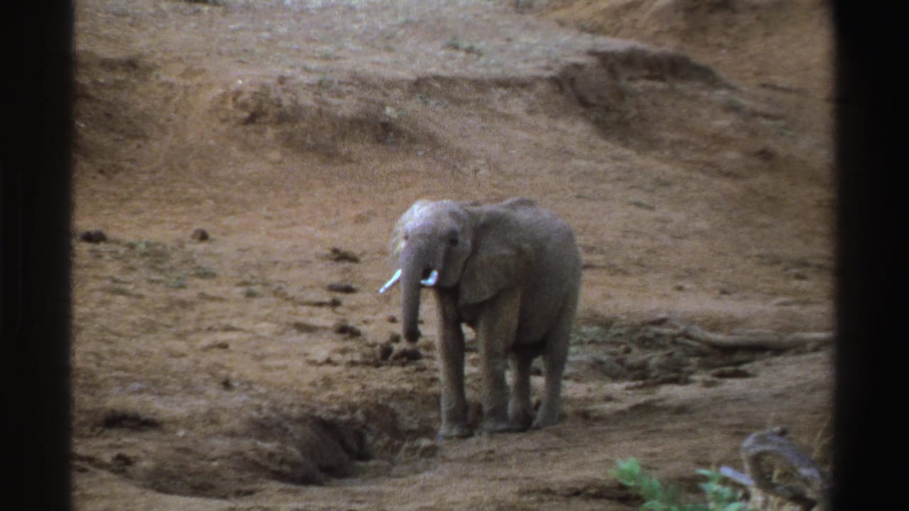 1969 South Africa home-movie frame with an elephant facing the camera on a dry, sparse embankment behind dark vertical borders.
