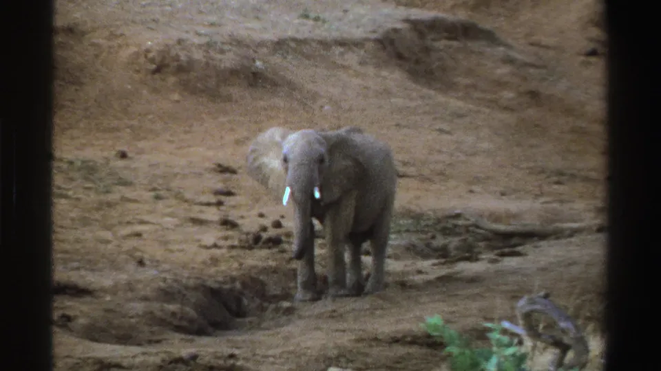 A 1969 8mm South Africa frame shows the elephant standing near a shallow hollow, with grainy color and muted daylight.