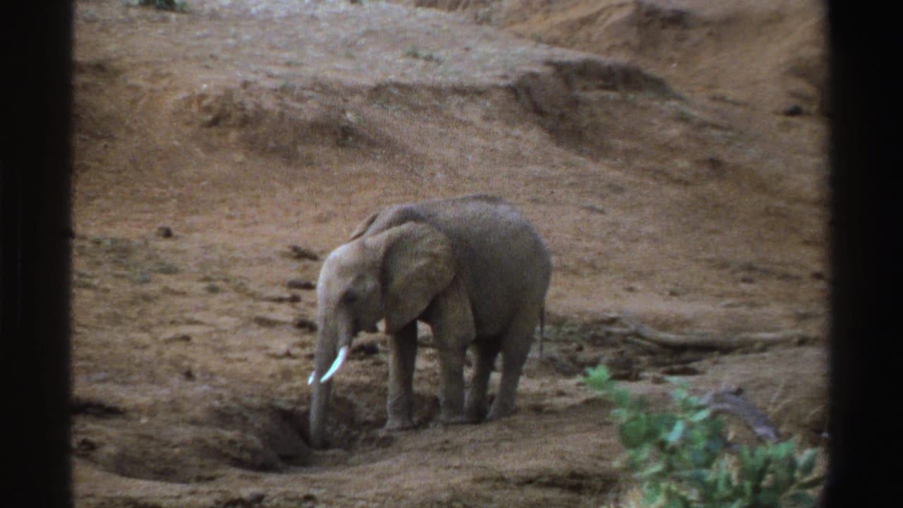 1969 South Africa 8mm frame showing a young elephant using its trunk near a small hole in dry earth.