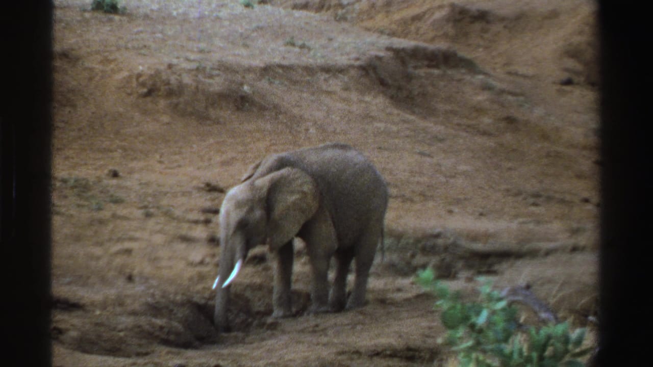 Young elephant standing beside a small hole in dry dirt with bushes in foreground.