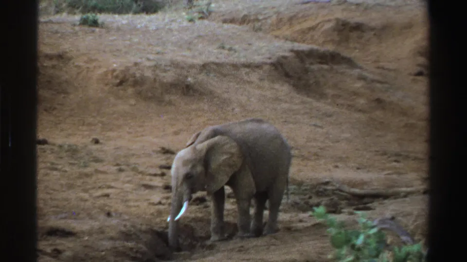 1969 South Africa 8mm frame of a young elephant facing left in a dry landscape with sparse bushes.