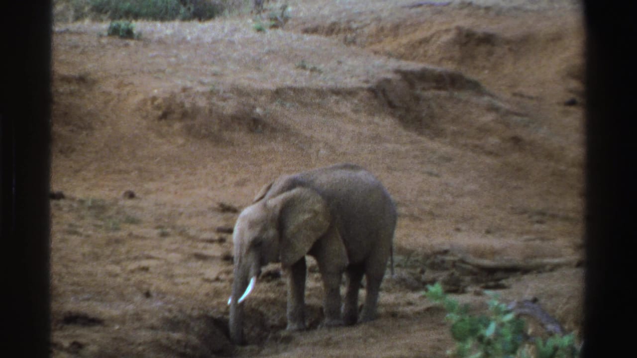 Young elephant lowers its trunk toward a shallow depression in dry ground.