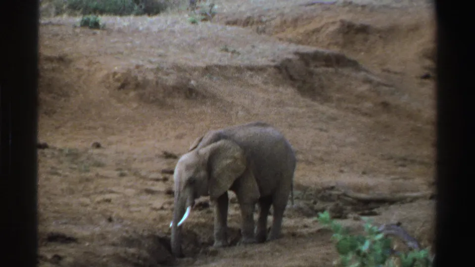 1969 South Africa 8mm frame showing a young elephant near a shallow water hole in a dry, dusty landscape.