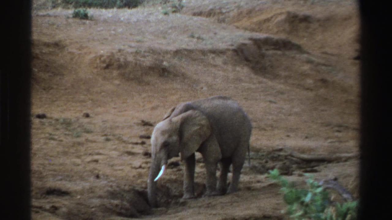 Young elephant in a dry South African landscape, filmed on 8mm in 1969, with dark borders framing the view.