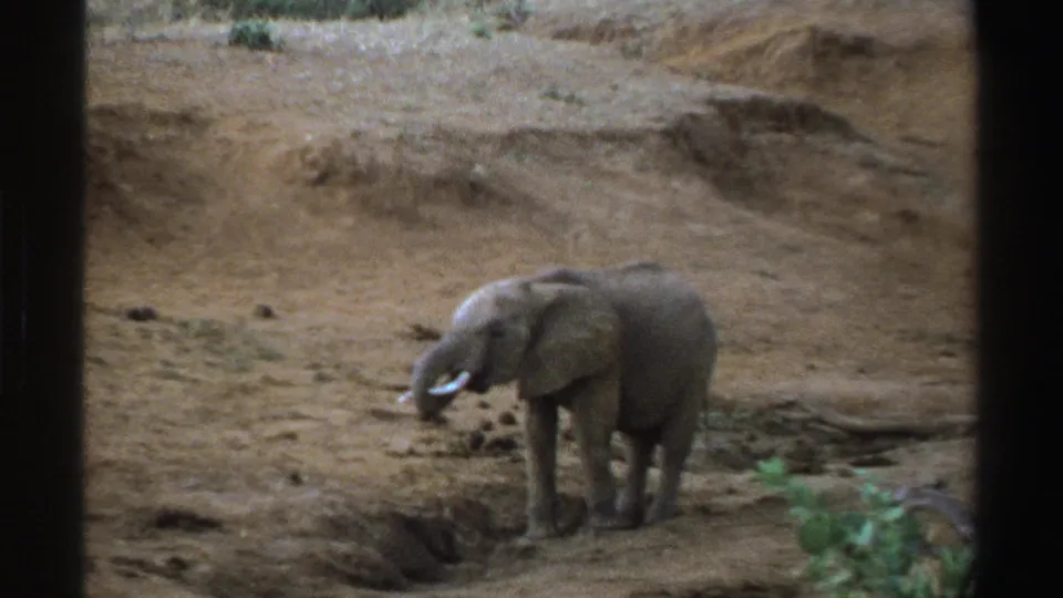 1969 8mm home-movie frame of a young elephant lifting its trunk in a dry South African wildlife setting.
