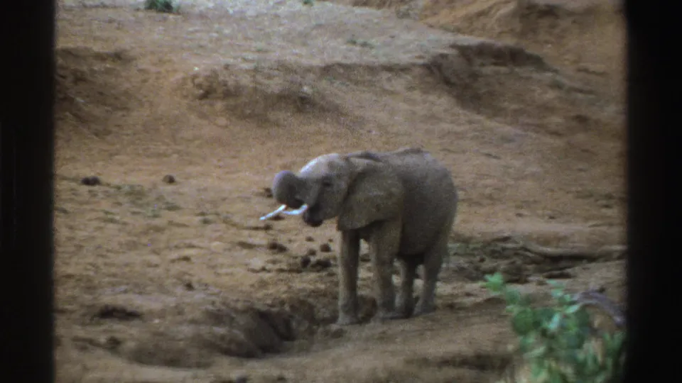 Young elephant raises its trunk near a small ground depression in 1969 South Africa 8mm wildlife footage.