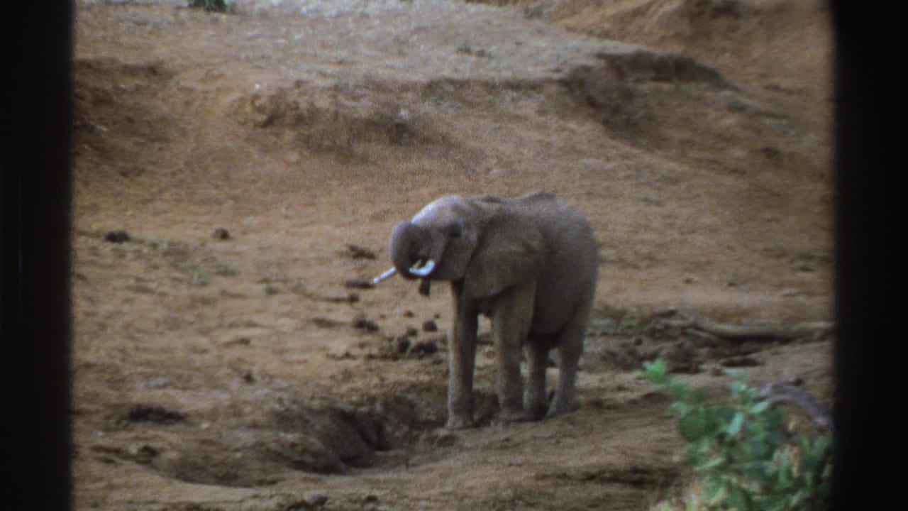 Elephant faces slightly left on dry dirt, with trunk raised close to its mouth.