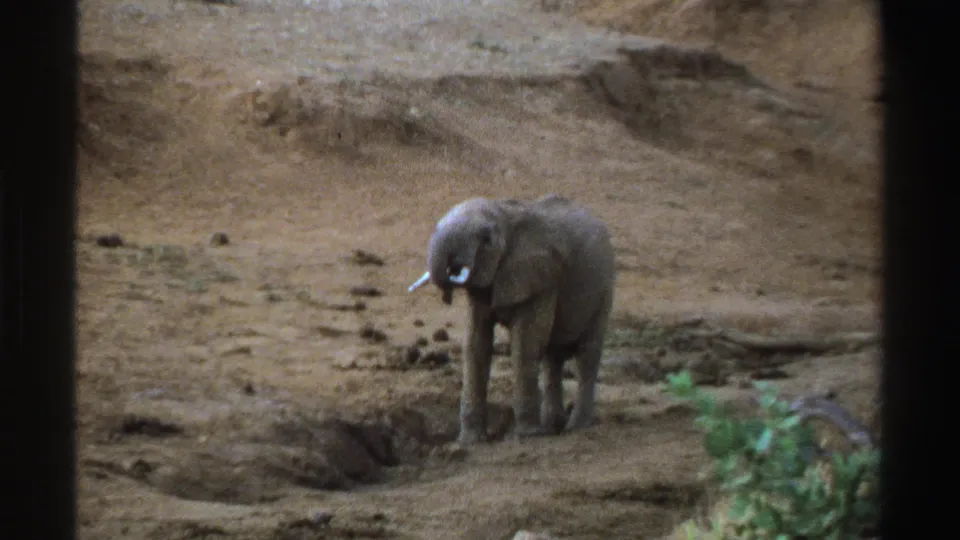 1969 South Africa 8mm still showing a young elephant near a dusty hollow, with soft focus and home-movie grain.
