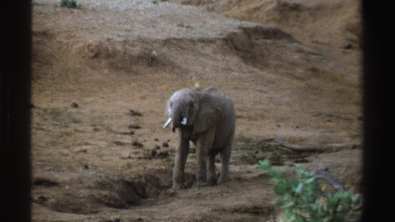 Young elephant standing in a dry zoo enclosure with dark vertical foreground edges.