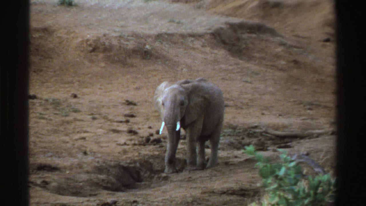 A young elephant with small tusks faces the camera in a South African zoo enclosure, seen in faded 8mm home-movie footage.