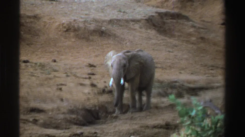 A young elephant stands centered in a South African zoo enclosure, with foreground greenery and dark edges visible in the 8mm frame.