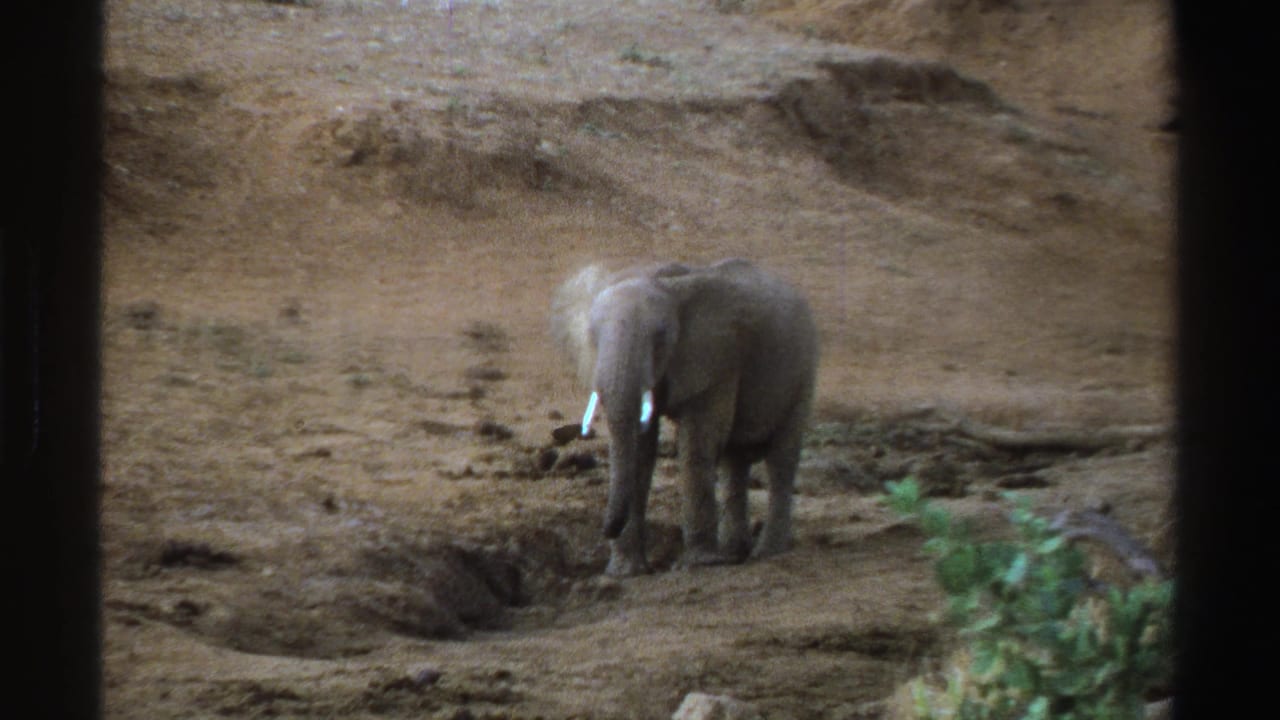 Young elephant standing on dry ground near a shallow ditch and scrub.