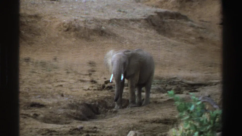 1969 South Africa 8mm frame showing a young elephant in dry bushland, partly seen through dark vertical frame edges.