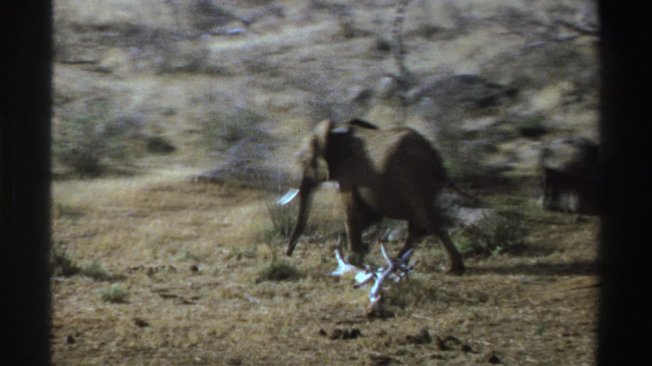Young elephant with small tusks walks across arid South African bushland in a soft 1969 8mm frame.