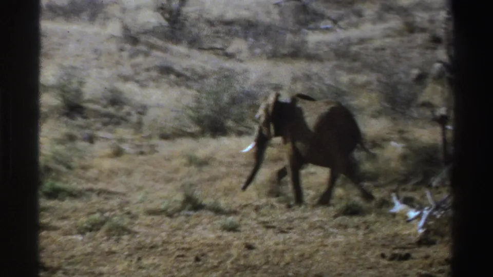 Soft 8mm view of an elephant calf walking through dry South African bushland, with sparse vegetation and frame obstruction.
